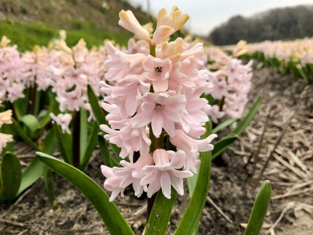 China Pink (Bloem & Bol)