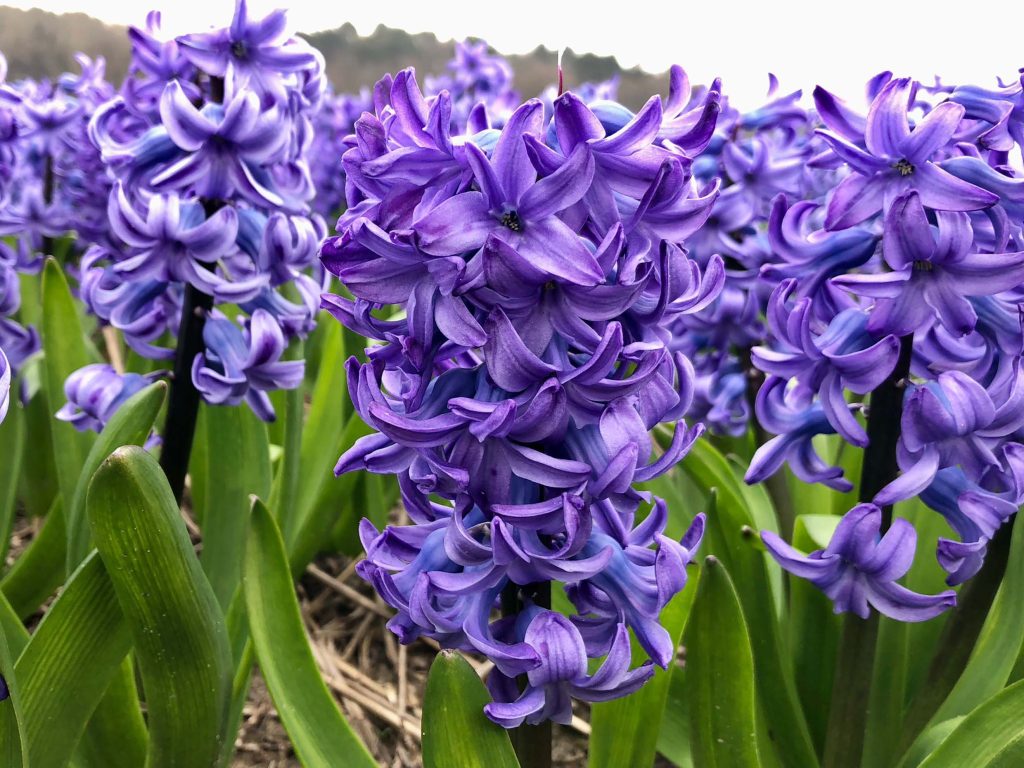 Delft Blue (Bloem & Bol)