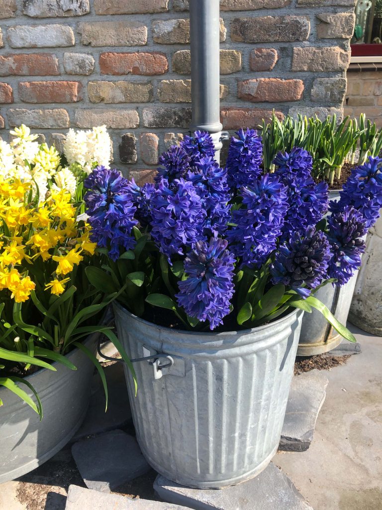 Delft Blue (Bloem & Bol)