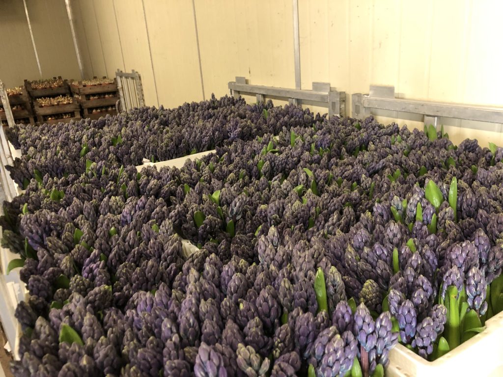 Delft Blue (Bloem & Bol)