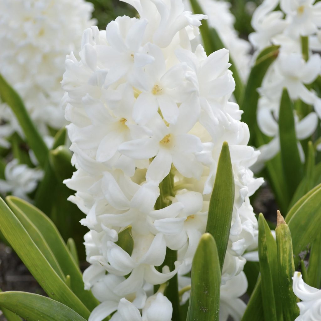 White king ® (Bloem & Bol)