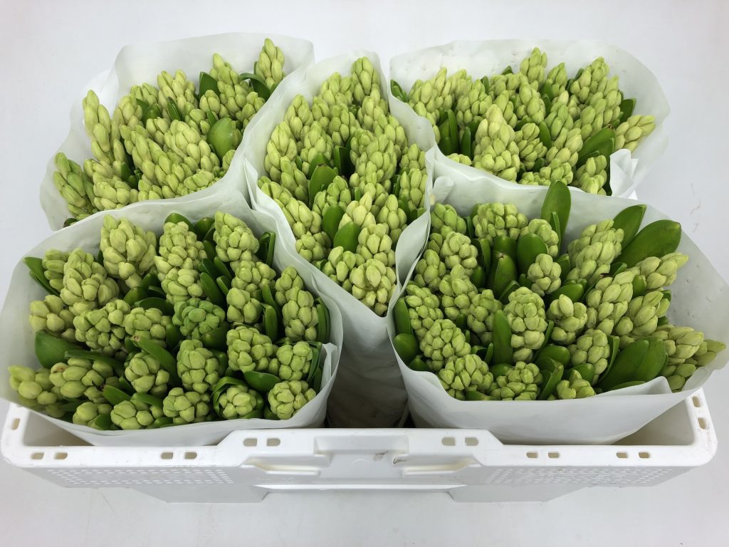 White king ® (Bloem & Bol)