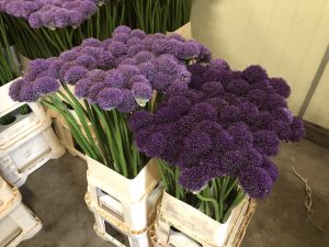 Gladiator (Bloem & Bol)