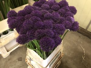 Gladiator Sensation (Bloem & Bol)