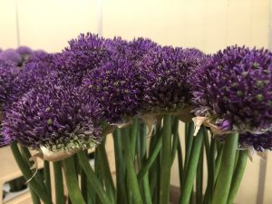 Gladiator Sensation (Bloem & Bol)