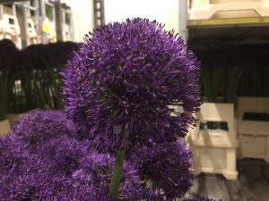 Gladiator Sensation (Bloem & Bol)