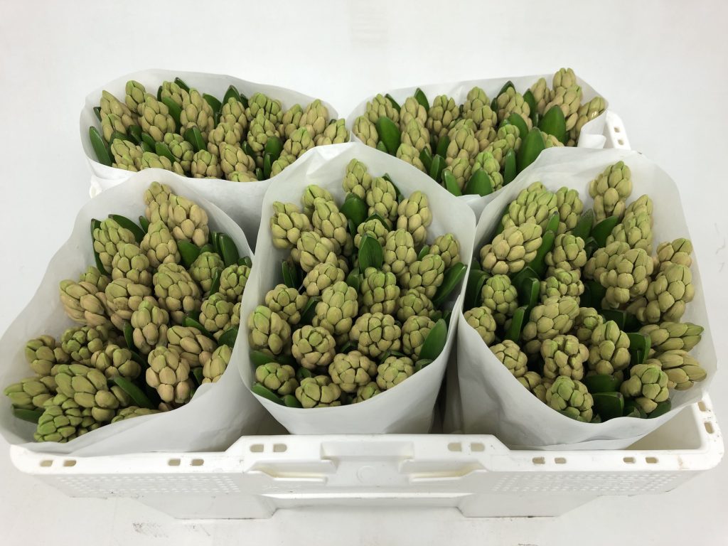 China Pink (Bloem & Bol)