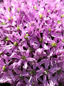 Gladiator (Bloem & Bol)