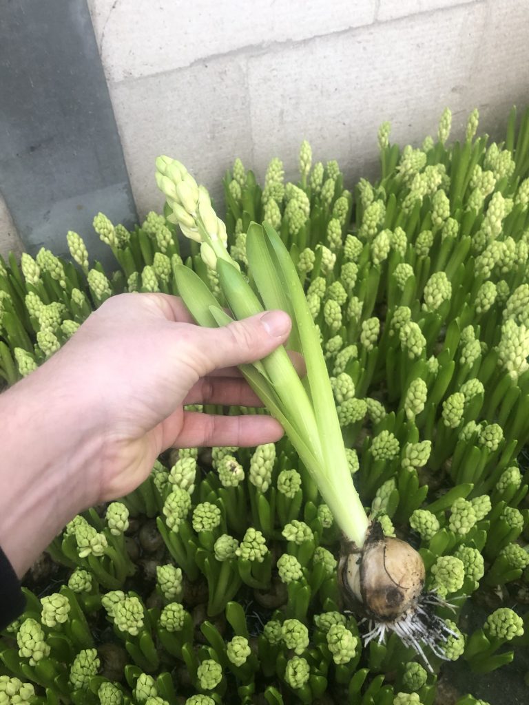 White king ® (Bloem & Bol)