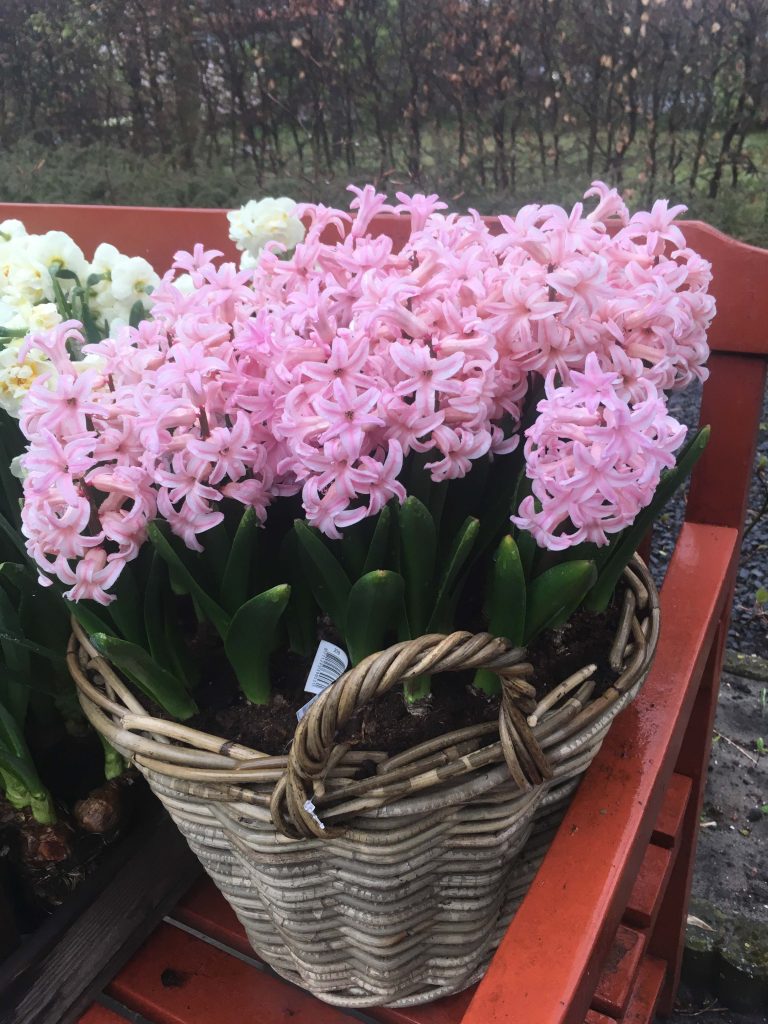 China Pink (Bloem & Bol)