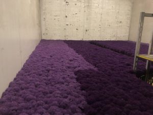 Gladiator Sensation (Bloem & Bol)