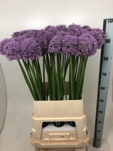 Gladiator (Bloem & Bol)