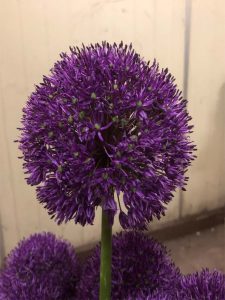 Gladiator Sensation (Bloem & Bol)