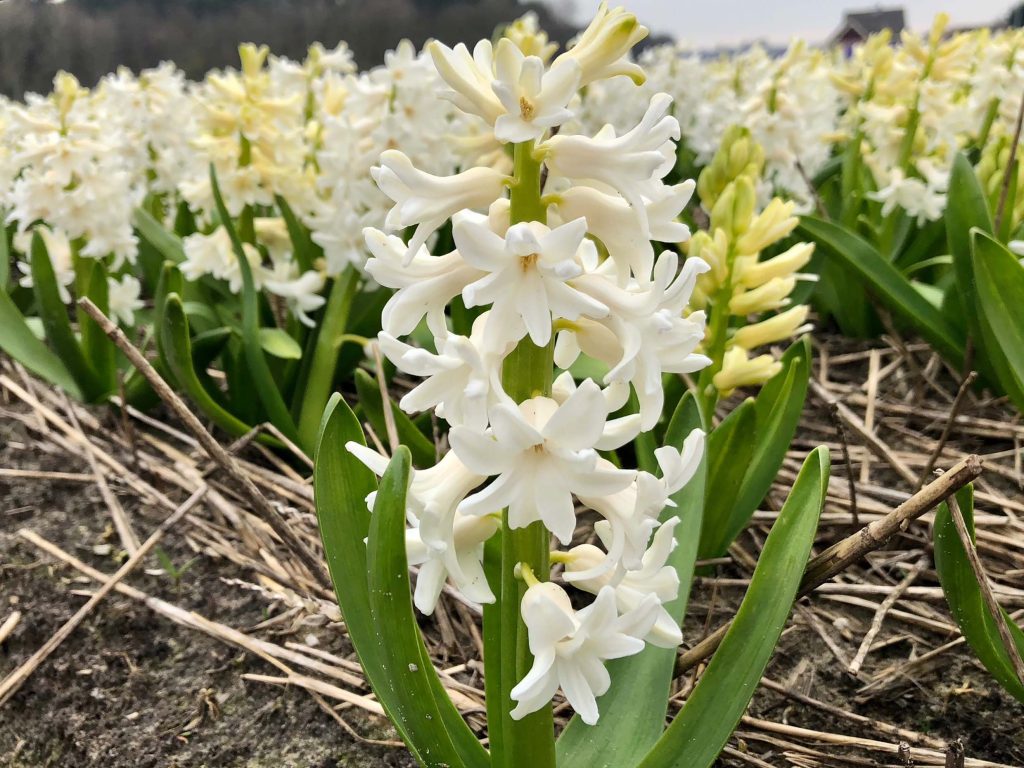 White king ® (Bloem & Bol)