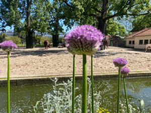 Gladiator (Bloem & Bol)